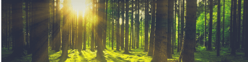 je kijkt naar een bos waar de zon met als zijn warme stralen door de bomen schijnt, je uitnodigt om vooral in het bos te komen wandelen en te aarden
