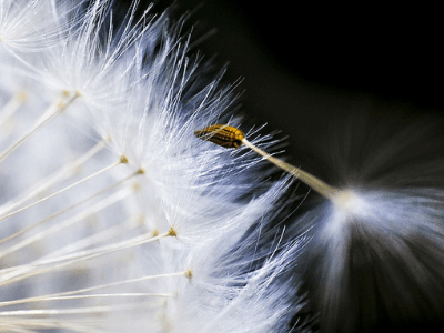 pluizebol bloem die heel voorzichtig haar eerst pluis aan het loslaten is vol overgave